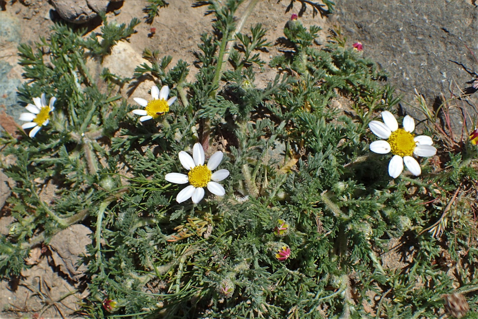 Akarkara (Anacyclus Pyrethrum)- Benefits, Dosage, Safety 1 Akallaka, shapekarabha, , arakarabha,akalakara,aak lakri akkalkara, akorkora,akkarkaram anacyclus pyrethrum