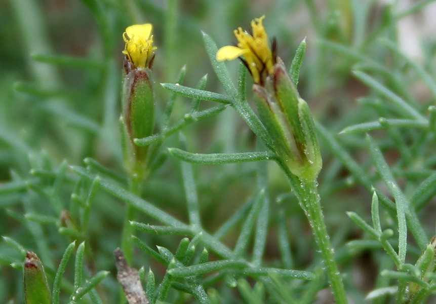 Patharsua (Glossocardia Linearifolia) helps with painful and delayed menstruation, supporting women's uterine health.