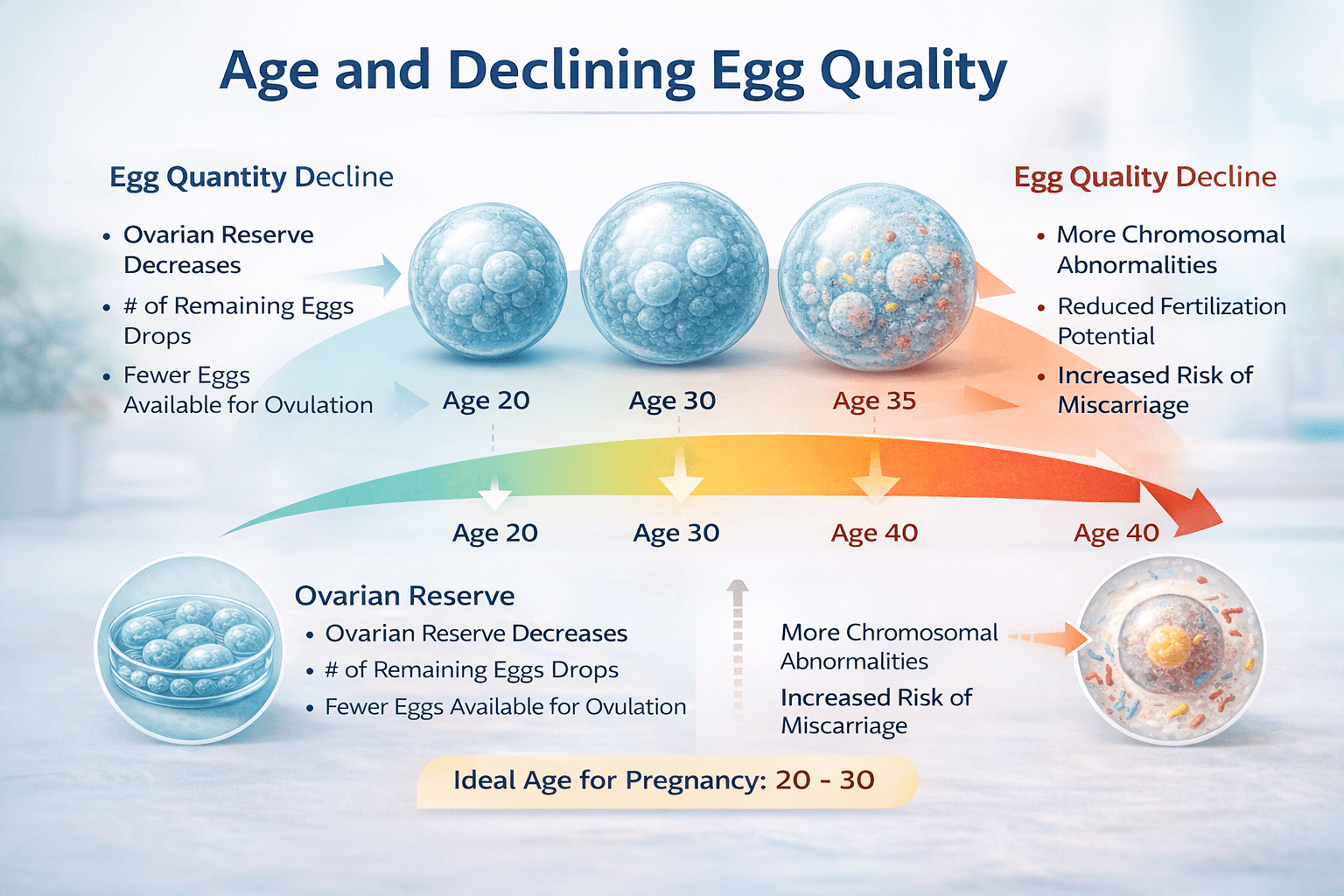 Medical infographic showing how egg quantity and egg quality decline with age and how fertility decreases after age thirty five.