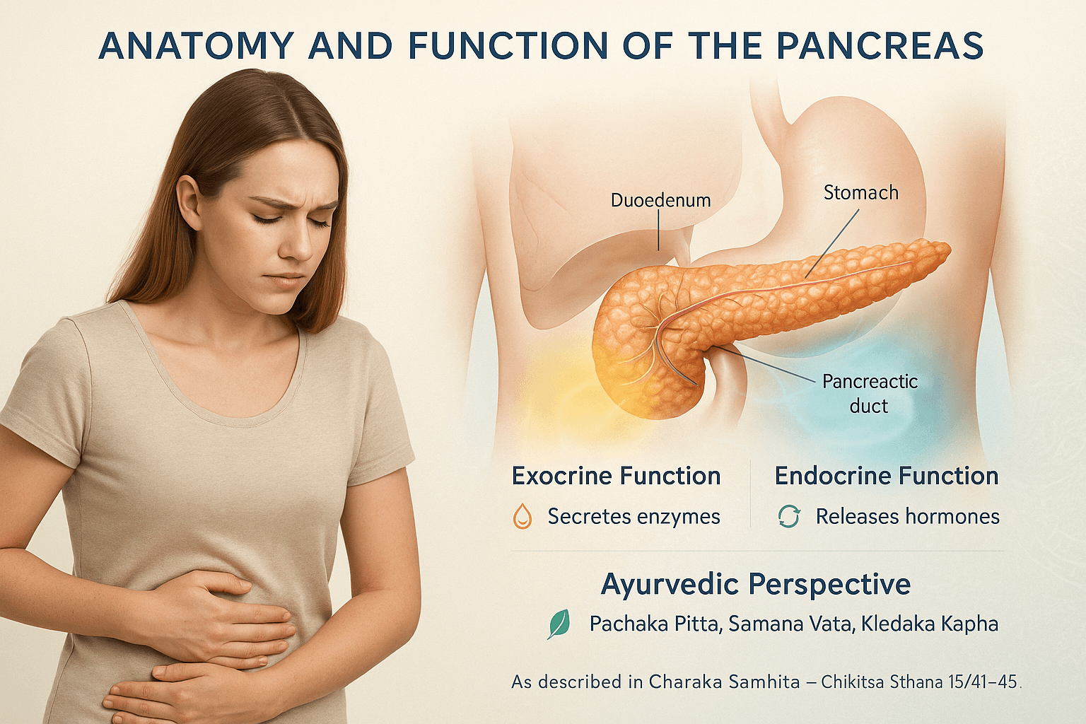 Anatomy and function of the pancreas
