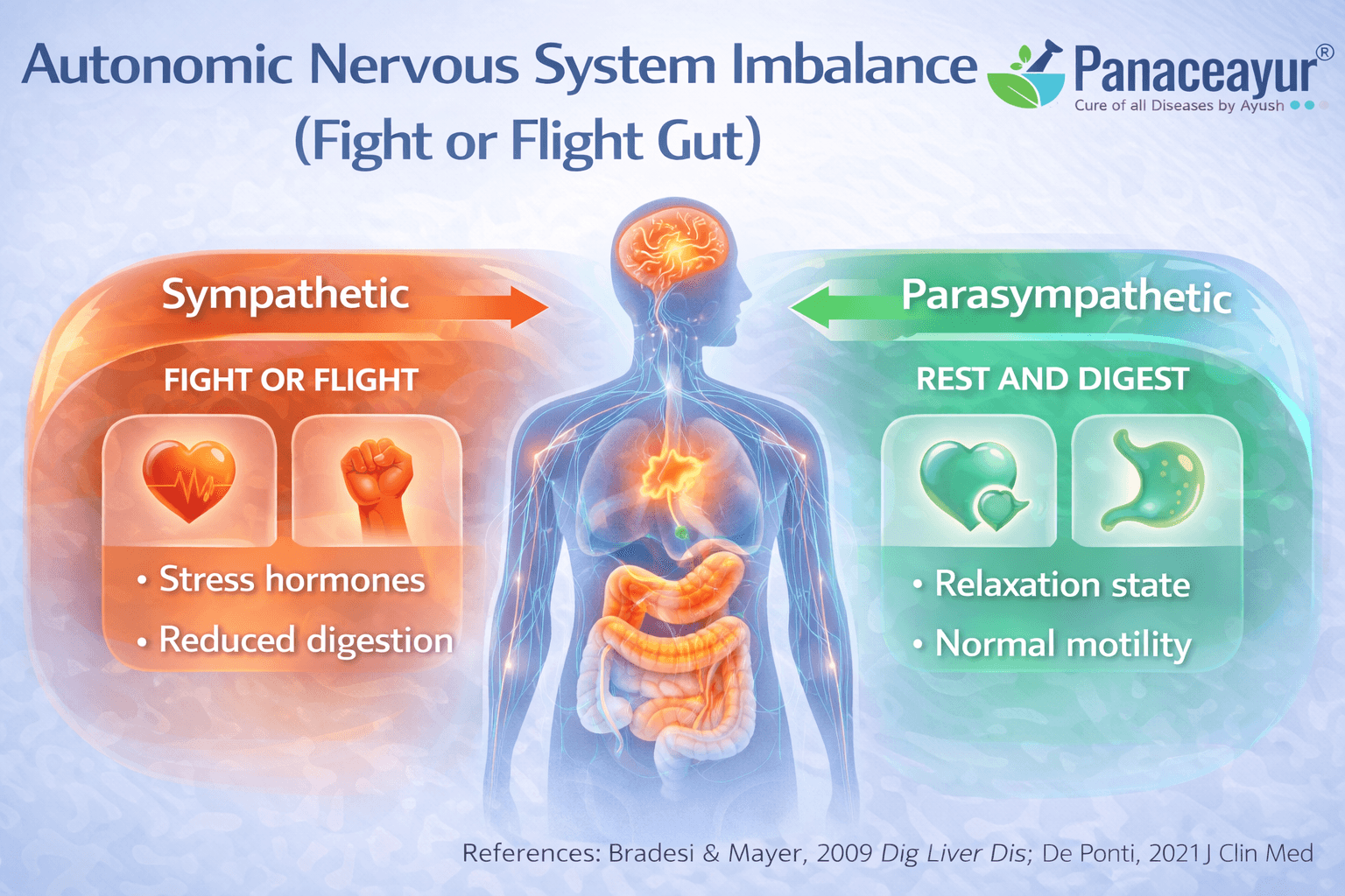 Autonomic Nervous System Imbalance (Fight Or Flight Gut) High-resolution medical infographic showing autonomic nervous system imbalance in ibs, comparing sympathetic fight-or-flight response with parasympathetic rest-and-digest function and their effects on gut motility.