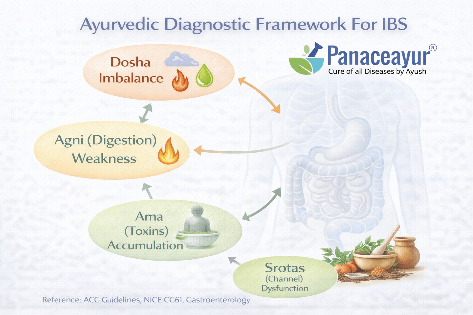 Ayurvedic diagnostic framework for ibs showing grahani, digestive fire imbalance, toxin accumulation, and functional gut regulation