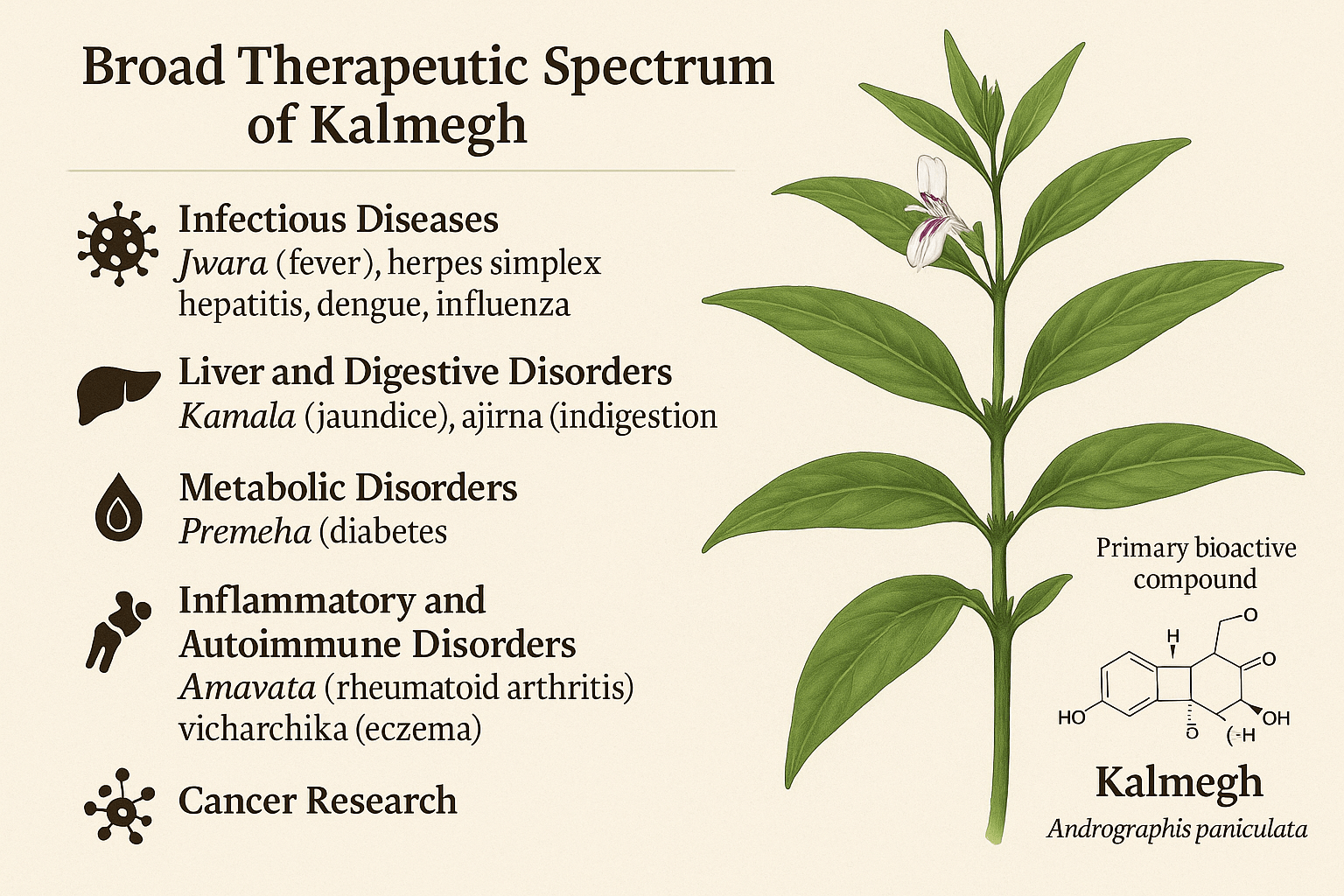 Kalmegh (Andrographis Paniculata)Herb For Liver, Immunity, And Viral Defense 2 Broad therapeutic spectrum of kalmegh