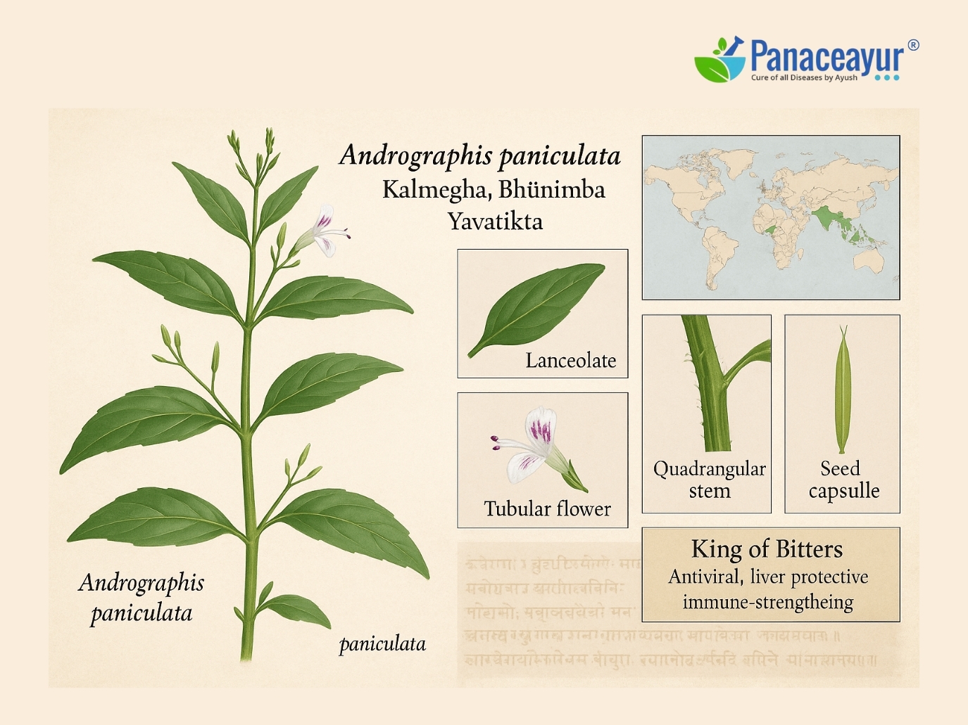 Kalmegh (Andrographis paniculata) – Morphology, Distribution, and Medicinal Properties