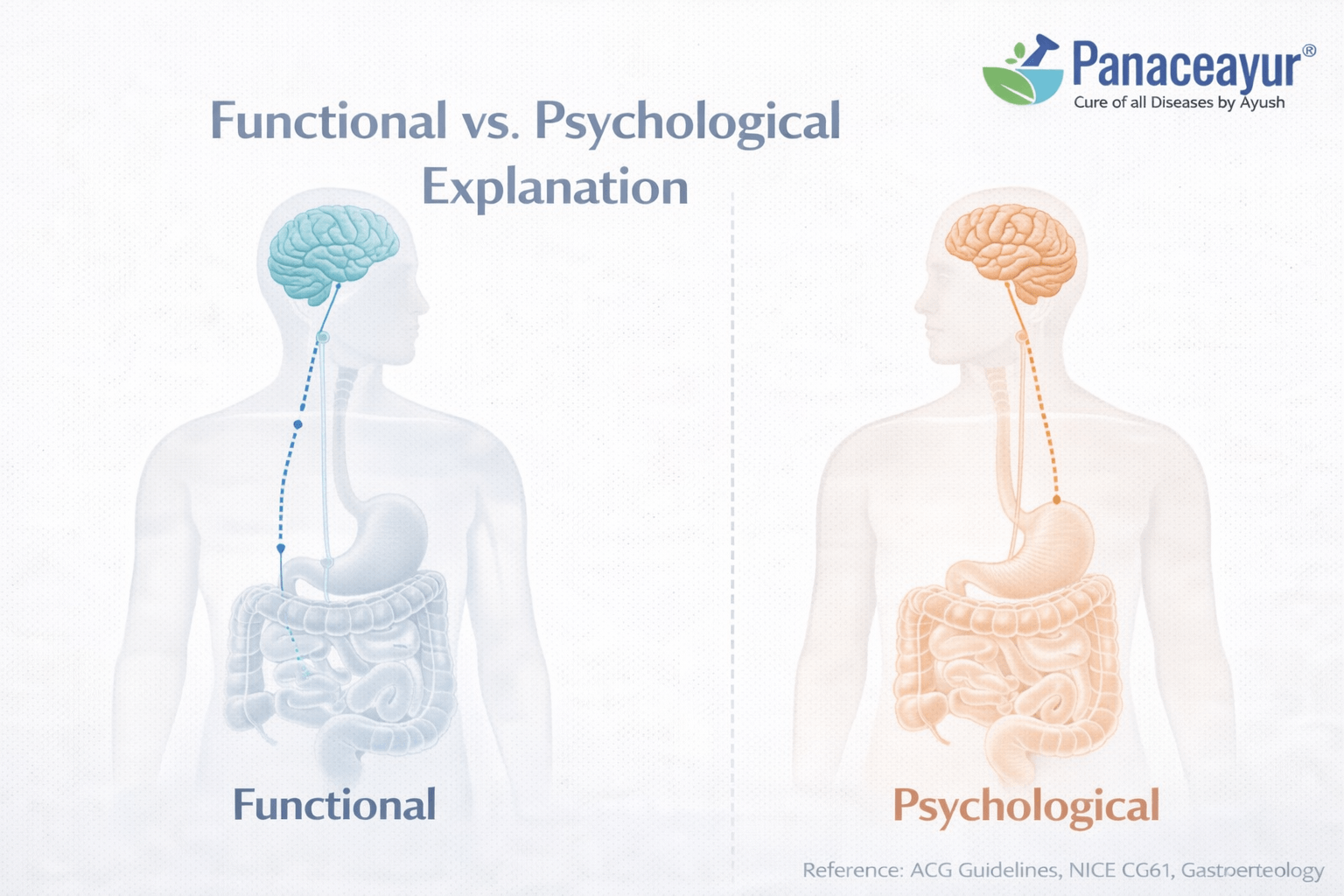 Functional versus psychological explanation of ibs showing gut regulation and nervous system interaction without structural disease