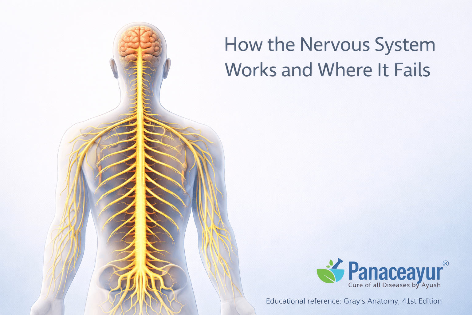 How nervous system works
