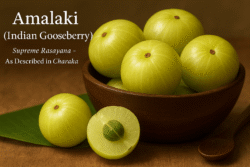 Home 33 A wooden bowl filled with fresh green indian gooseberries (amalaki), one cut open to reveal the seed, highlighting amalaki as the supreme rasayana described in charaka samhita.