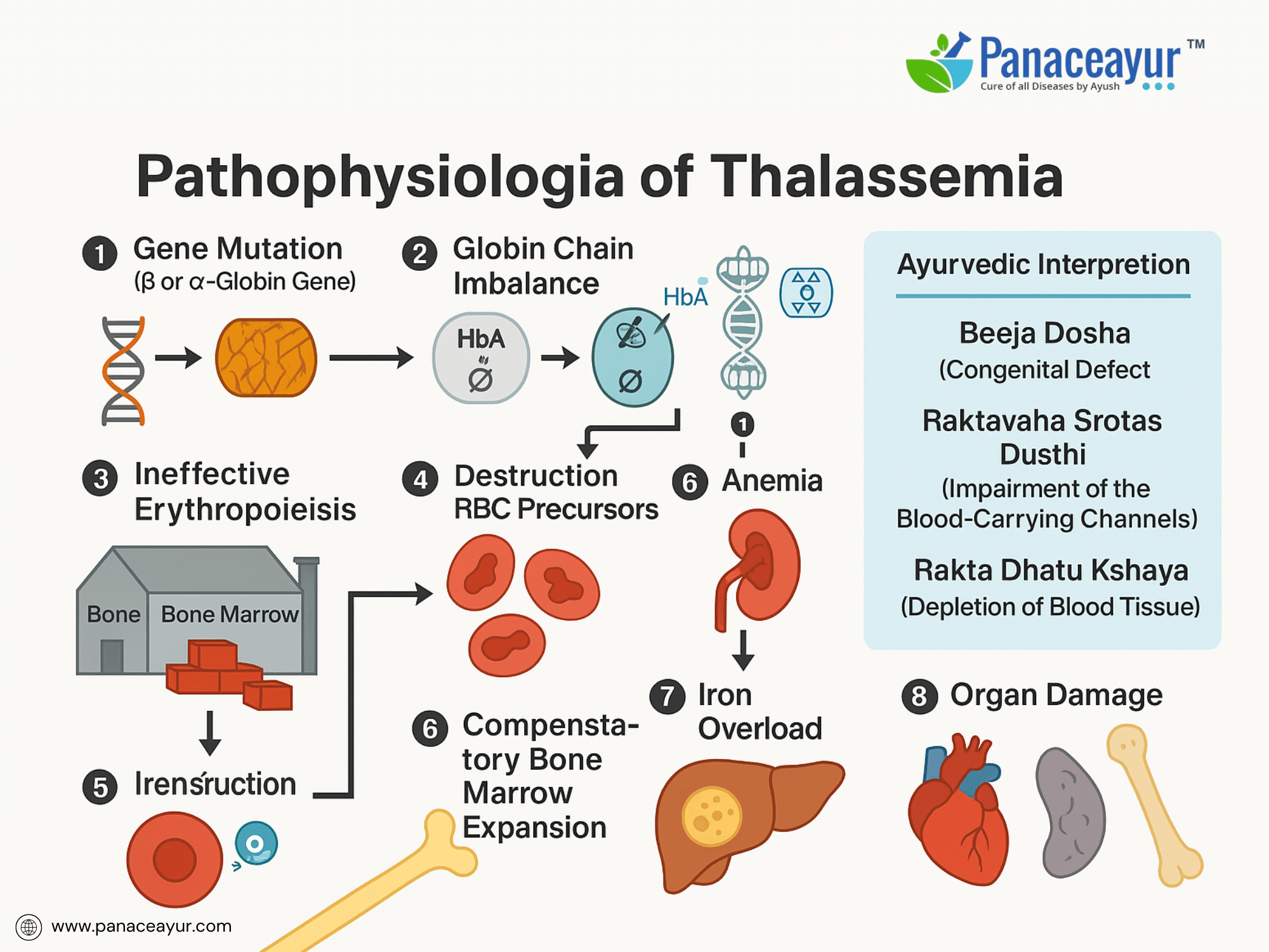 Pathophysiology of Thalassemia