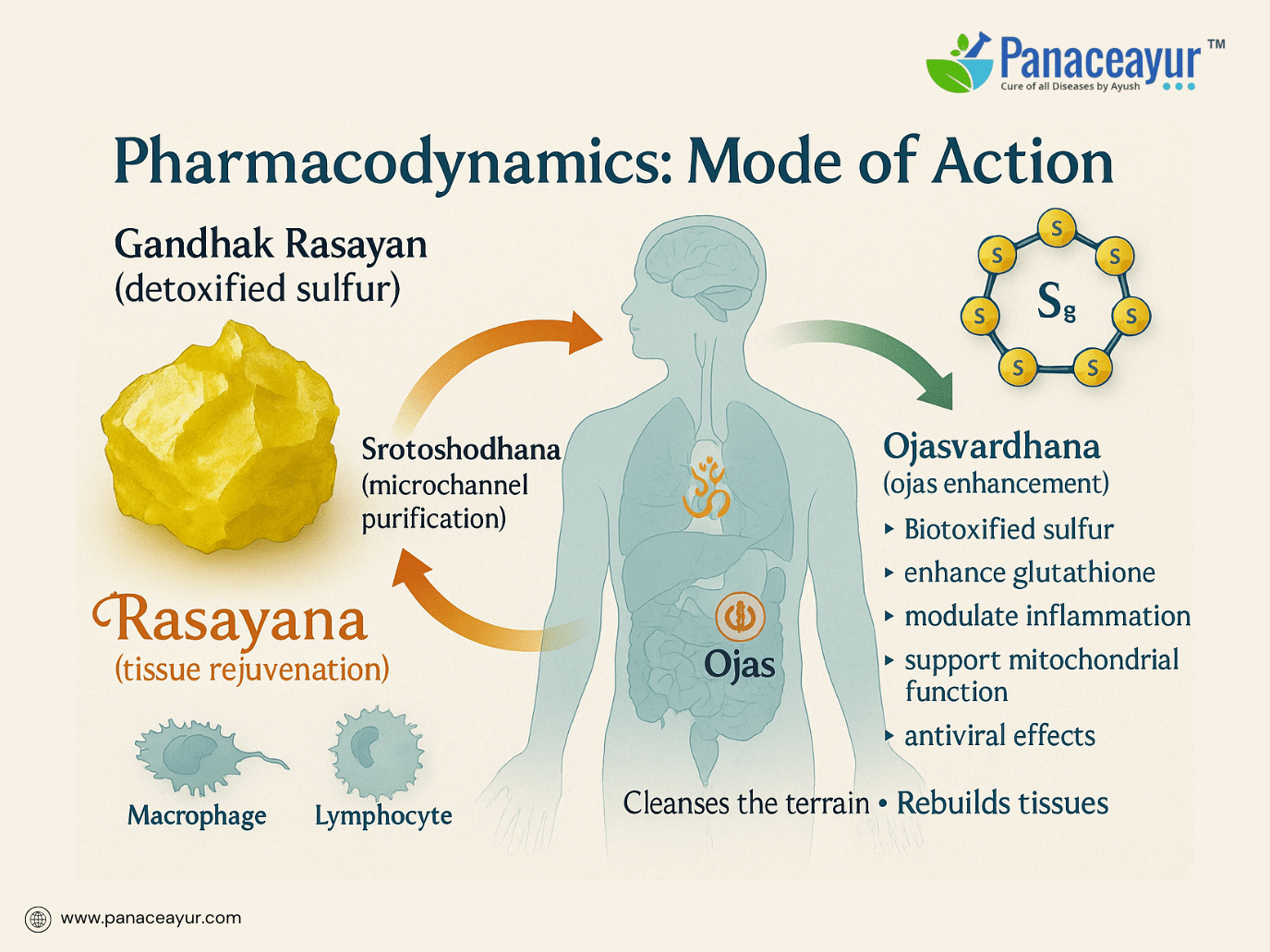 Gandhak Rasayan- Ayurvedic Sulfur Remedy For Herpes, Hiv, And Chronic Immune Recovery 1 Pharmacodynamics mode of action