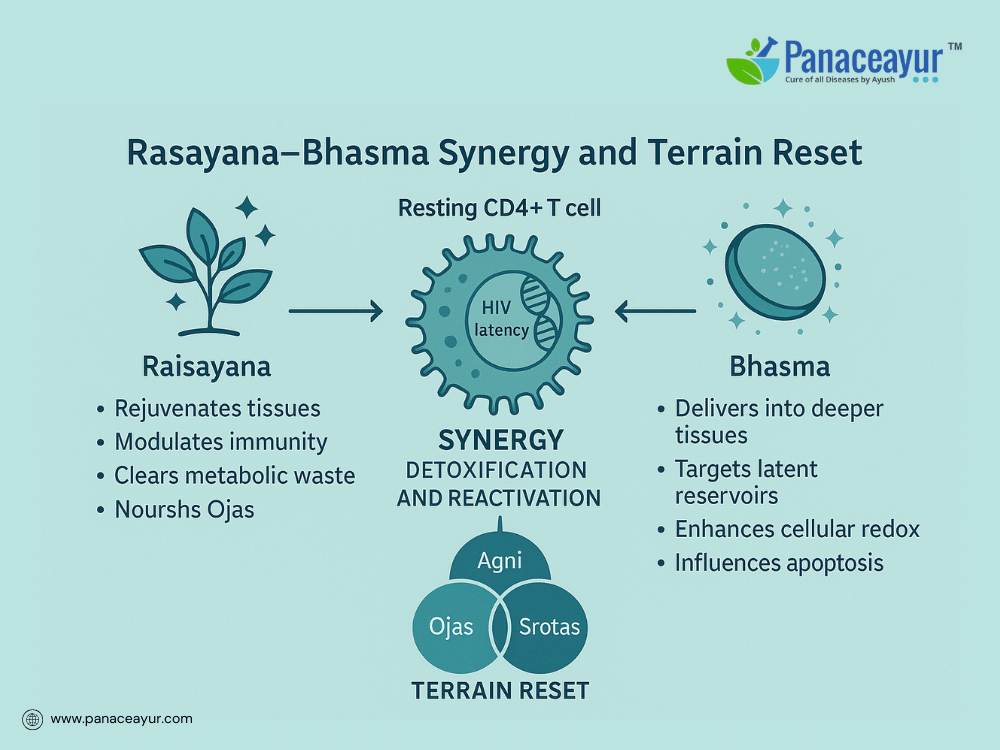 Hiv Latency Cure- Rasayana &Amp; Bhasma Ayurvedic Pharmacology 6 Rasayana–bhasma synergy and terrain reset