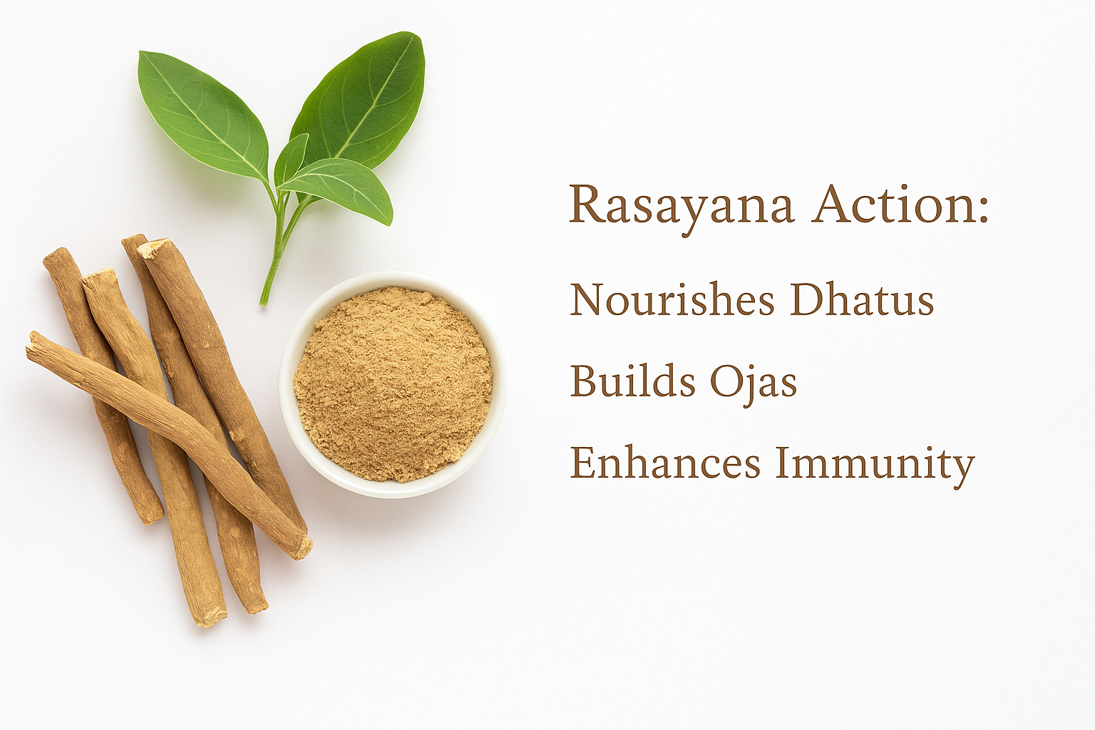 Ashwagandha: Science-Backed Benefits, Uses, And Ayurvedic Insights 3 Rasayana action and immunomodulation