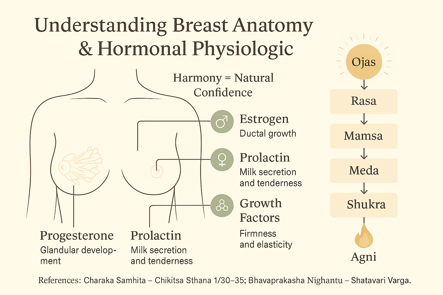 Ayurvedic Breast Enlargement Vs Surgery- Safe, Natural Choice 2 Understanding breast anatomy hormonal physiology