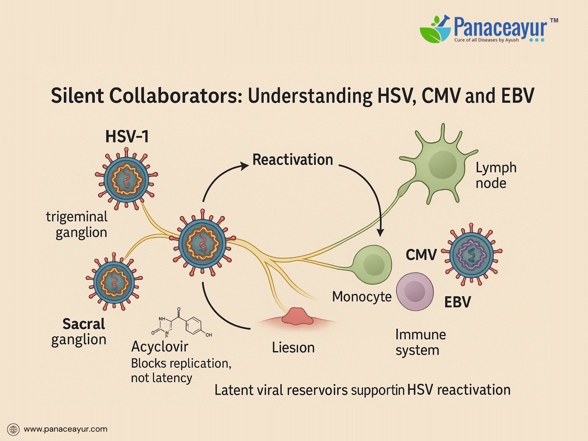 Understanding HSV CMV EBV Infections