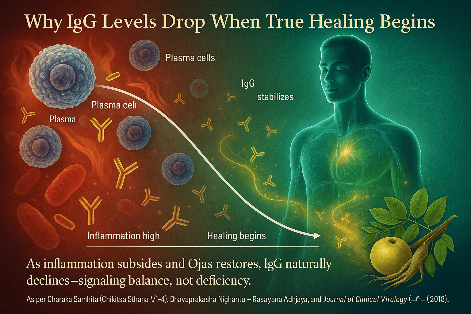 Why igg levels drop when true healing begins