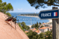 Mosquito biting human skin beside a France sign and coastal backdrop, illustrating chikungunya in Europe.