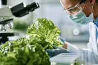 Laboratory scientist testing recalled iceberg lettuce during the cyclospora outbreak 2026 investigation.