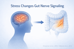 Clinical illustration showing stress related brain activity signaling to the gut, linked to increased gut nerve sensitivity in ibs.