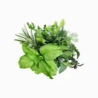 Home 16 Herbs to cure