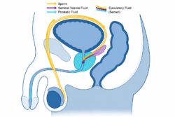 Male reproductive anatomy diagram showing prostate gland, seminal vesicle fluid, prostatic fluid, sperm pathway and formation of semen.